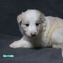 Mo - Gold male Border Collie puppy in Richmond, Maine from Lil Maine Border Collies