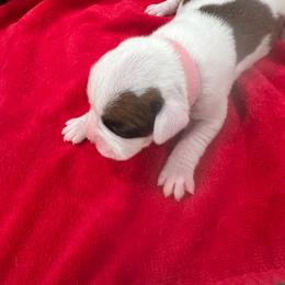 Girl 2 - White female Boxer puppy in Nashville, Tennessee from Best Friends