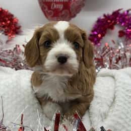 Cavapoo puppies from Doodles of Central Texas