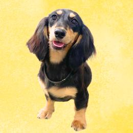 Derby - Dachshund