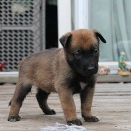 German Shepherd Puppies from Vom Kühnes Herz