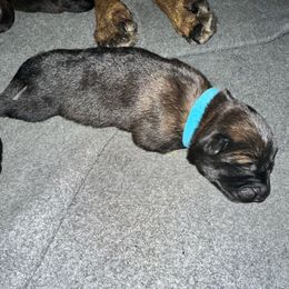 Blue - Fawn sable male Belgian Malinois puppy in Saint Amant, Louisiana from Mercy Kennels