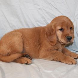 Chai - Dark golden male Golden Retriever puppy in New Weston, Ohio from Bertke AKC Golden Retrievers and Bernese Mountain Dogs