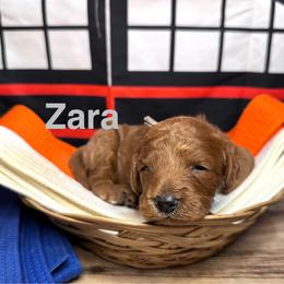 Zara - Red female Cavapoo puppy in Chelan, Washington from North Cascades Doodles