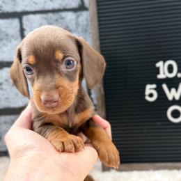 Mocha - Chocolate and tan female Dachshund puppy in Goodyear, Arizona from AZ Low Life Doxies