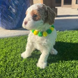 Woody - Parti male Goldendoodle puppy in Phoenix, Arizona from Amore Doodles & Poodles
