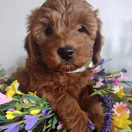 Poppy - Red female Bernedoodle puppy in South Jordan, Utah from Wasatch Pup