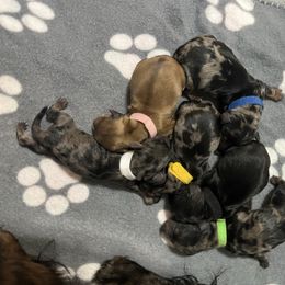 Dachshund puppies from Texoma Doxies