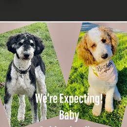 Goldendoodle Puppies from Happy Valley Doodles