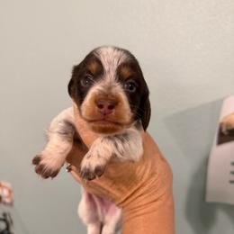 Elliot - Piebald male Dachshund puppy in Irving, Texas from DFW Dachshunds by G & S