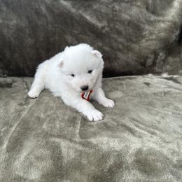 Clementine - White female Samoyed puppy in Atkinson, Nebraska from Sandhills Samoyeds