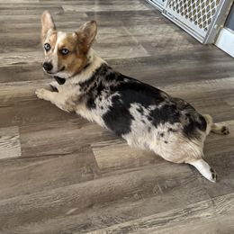 Delta - American Corgi