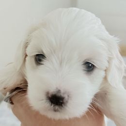 Yen - White female Coton de Tulear puppy in Glenview, Illinois from MySoulKick_Coton