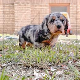 Dachshund Puppies from 4-L Backyard Dach