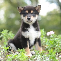 Yamato - Black and tan male Shiba Inu puppy in Neosho, Missouri from Sunny Terrace Shibas