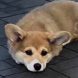Pembroke Welsh Corgis from Galaxy of Corgi