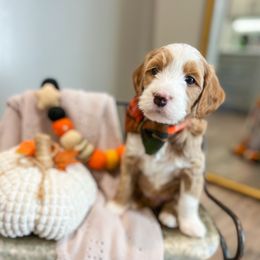 Étouffée - Apricot male Goldendoodle puppy in Sulphur, Louisiana from Curly Q’s Of Carlyss