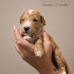 Everest - Apricot male Goldendoodle puppy in Lake Charles, Louisiana from Perfect Fit Poodles & Doodles