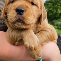 Boy 6 - Golden male Golden Retriever puppy in Montoursville, Pennsylvania from Wallace Golden Retriever's
