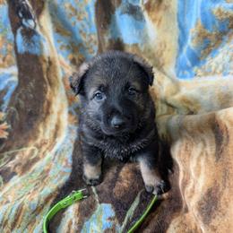 Green - Sable male German Shepherd puppy in Motley, Minnesota from Von Thomson Haus