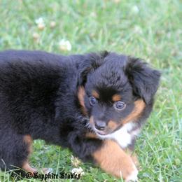 Miniature Australian Shepherd and Toy Australian Shepherd Puppies from Sapphire Stables