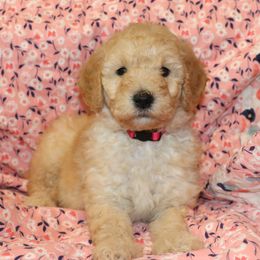 Goldendoodle Puppies from Carolina Doodle Puppies