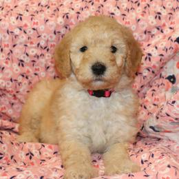 Goldendoodle Puppies from Carolina Doodle Puppies