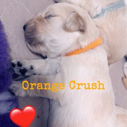 Golden Retriever Puppies from Ruff Life Goldens