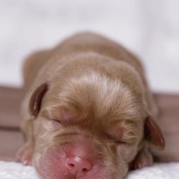 Labrador Retriever Puppies from UC Labradors