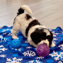 Video Tate - Black and white male Cavapoo puppy in Eatonton, Georgia from TNT Puppies