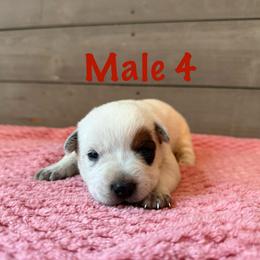 Leo - Red mottled male Australian Cattle Dog puppy in Axton, Virginia from Red Clay Kennels