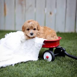 Rooster - Red  male Goldendoodle puppy in Boise, Idaho from Goldendoodle Baby