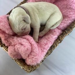 Purple - Yellow female Labrador Retriever puppy in Houston, Texas from Alpha English Labs