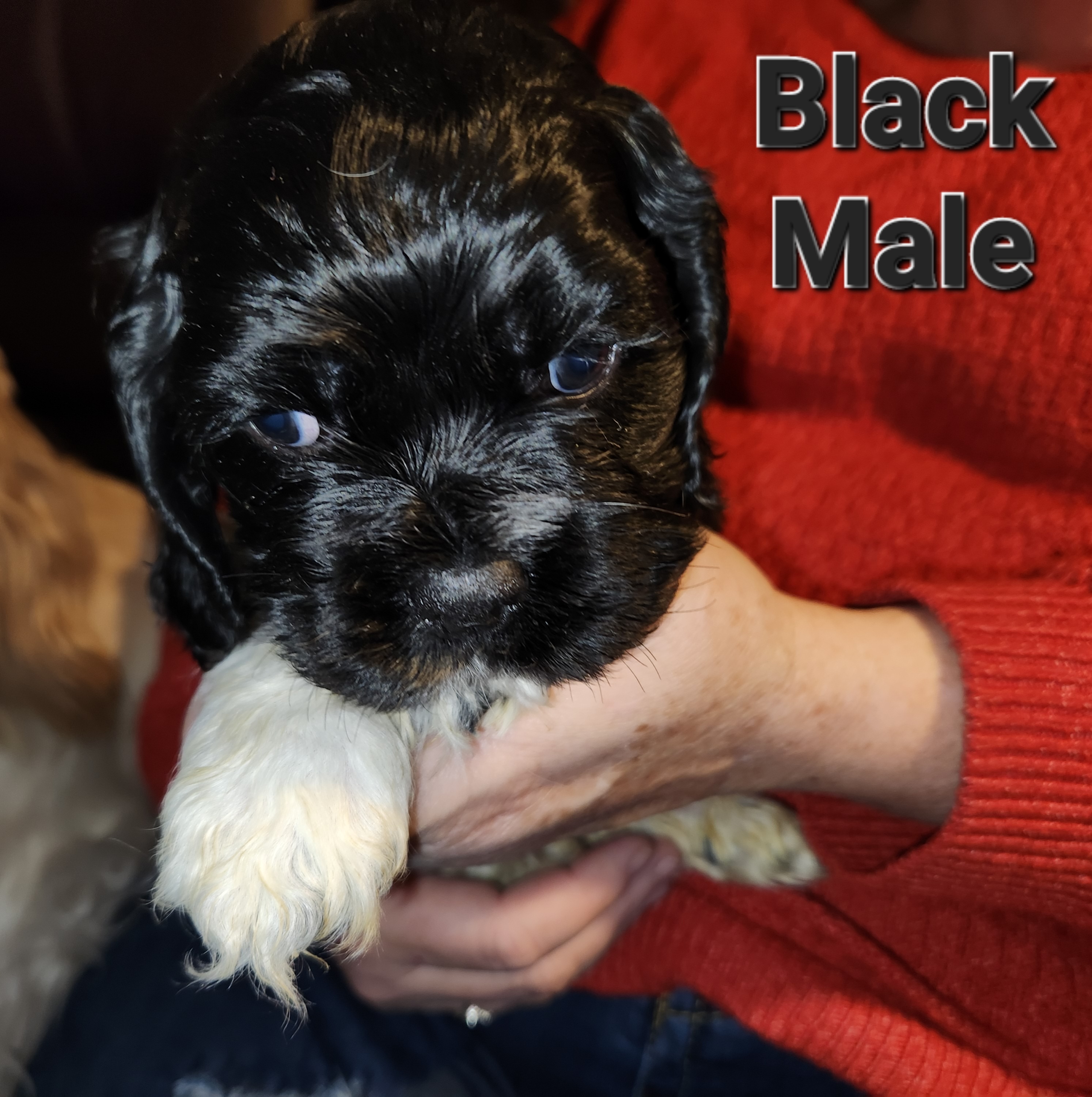 Cocker Spaniel Puppies from Spring Hollow Cocker Spaniels