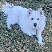 Natasha Penelope Curtis - American Eskimo Dog