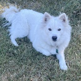 Natasha Penelope Curtis - American Eskimo Dog