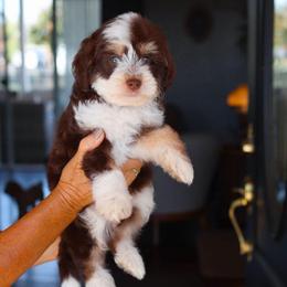 Paddington - Brown and white male Bernedoodle puppy in Yuba City, California from Ranch House Doodles