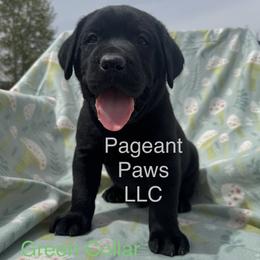 Green Collar - Black male Labrador Retriever puppy in Edgewood, New Mexico from Pageant Paws LLC