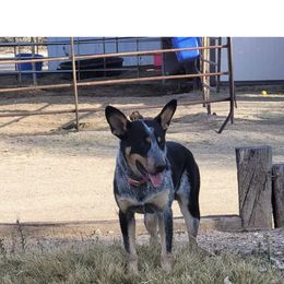 Australian Cattle Dog, Australian Shepherd, Companion Cross, and Miniature Australian Shepherd Puppies from MK Aussies