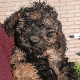 Cosmo - Phantom male Goldendoodle puppy in Harrisburg, Nebraska from Wildcat Hills Doodles