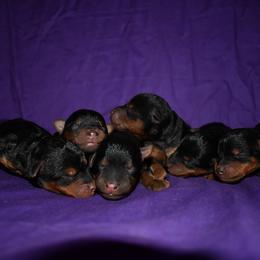 Welsh Terrier puppies from Shady Oaks WFT
