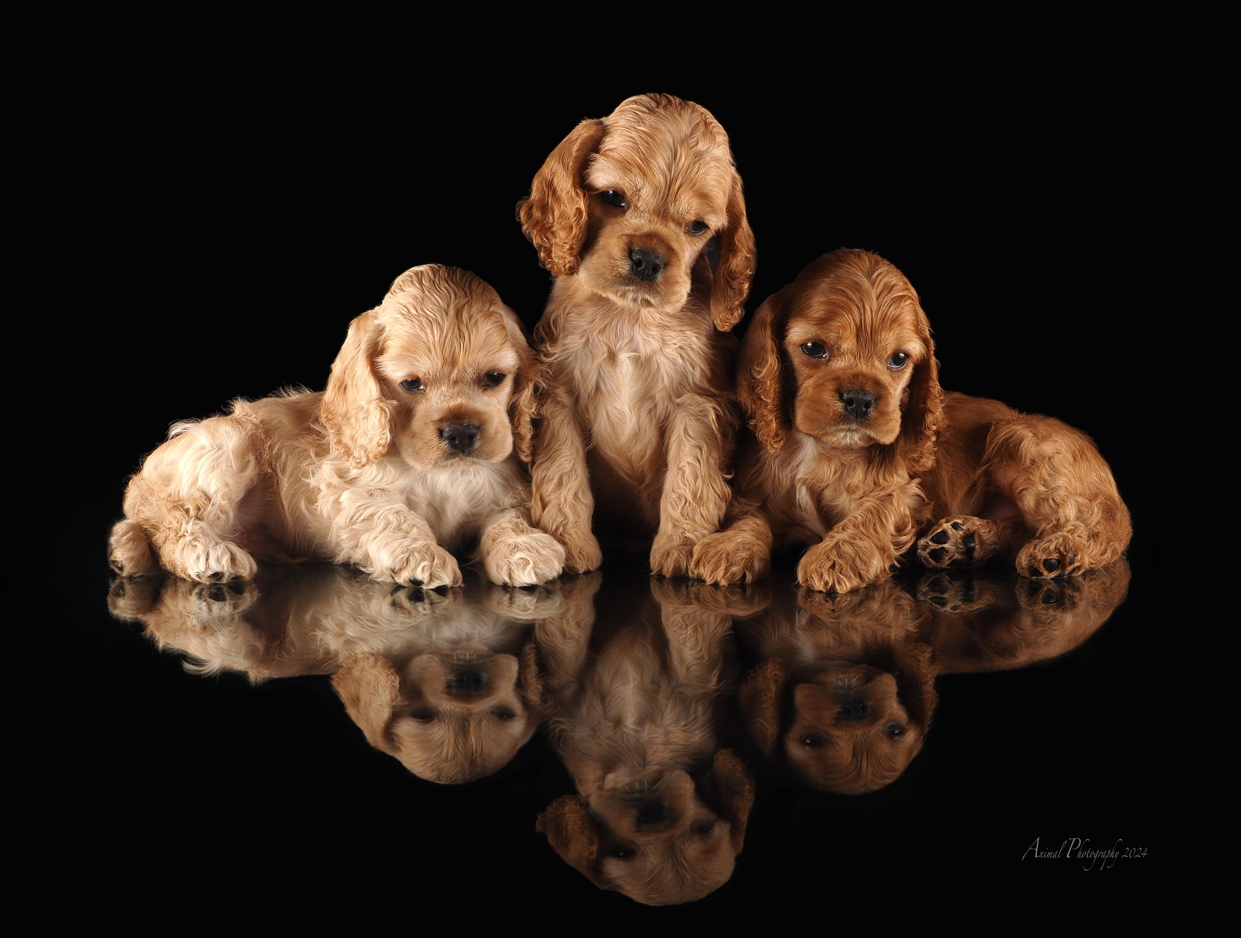 Corkell Spaniel Hernhill Cocker Spaniels in Illinois | Cocker Spaniel puppies | Good Dog