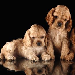Cocker Spaniels from Nicole Hillson