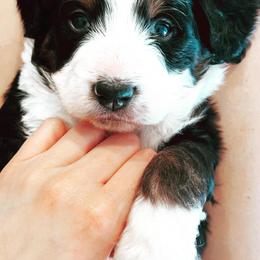 Bernedoodles and Bernese Mountain Dogs from Back Acre Bernese & Bernedoodles