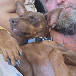 Remy - Chocolate and rust male Miniature Pinscher puppy in Middle Point, Ohio from Knisely's Min Pins-AKC