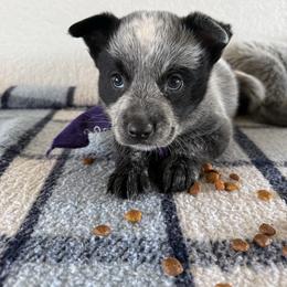 Maximus - Blue male Australian Cattle Dog puppy in Marana, Arizona from Cactus Heelers Arizona