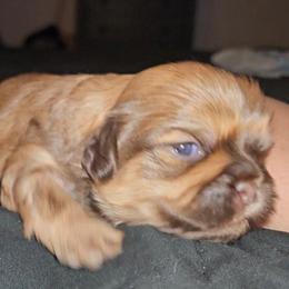 Obi wan Paw-nobi - Liver male Cavatzu puppy in West Valley City, Utah from Pulley Puppies