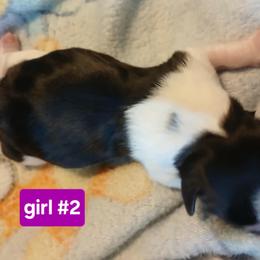 Shih Tzu Puppies from 2 Sons & 4 Paws Puppies