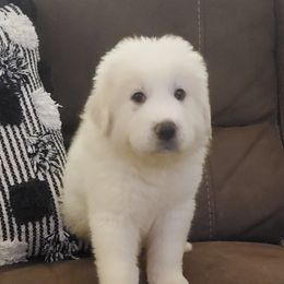 Great Pyrenees Puppies from Gulf Coast Pyrenees
