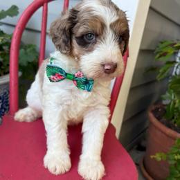 Small Fry - Parti male Goldendoodle puppy in Camden, North Carolina from Oopsie Doodles of NC